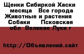 Щенки Сибиркой Хаски 2 месяца - Все города Животные и растения » Собаки   . Псковская обл.,Великие Луки г.